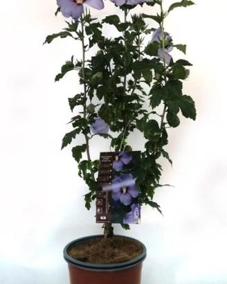 Piante hybiscus striato in vaso