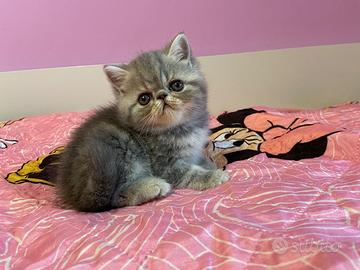 Gattini Exotic Shorthair e Persiani