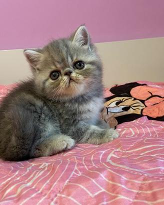 Gattini Exotic Shorthair e Persiani
