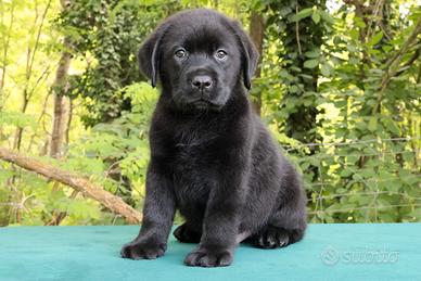 Splendido Cucciolo Labrador Nero