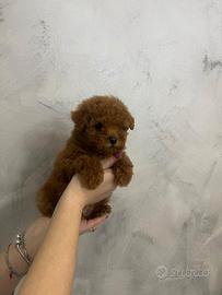 Cuccioli di barboncino Toy