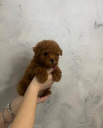 Cuccioli di barboncino Toy