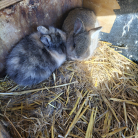 Conigli testa di leone