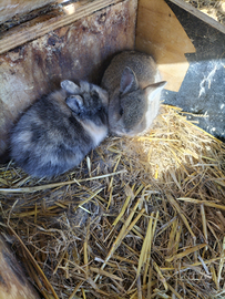 Conigli testa di leone