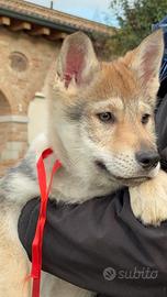 Cuccioli Cane Lupo Cecoslovacco