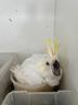 cacatua-galerita-ed-altri-pappagalli