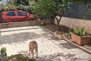Anzio trilocale con balcone e giardino