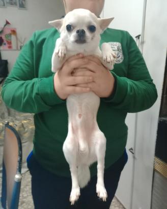 Chihuahua x monta