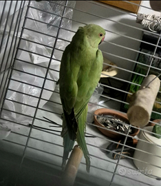 Parroccheto dal collare