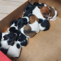 Jack Russell cuccioli