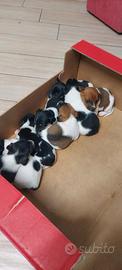Jack Russell cuccioli