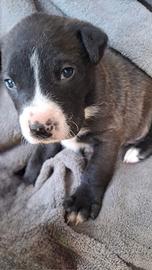 Cucciolo abbandonato in adozione