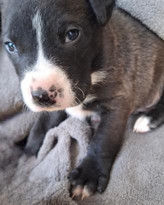 Cucciolo abbandonato in adozione