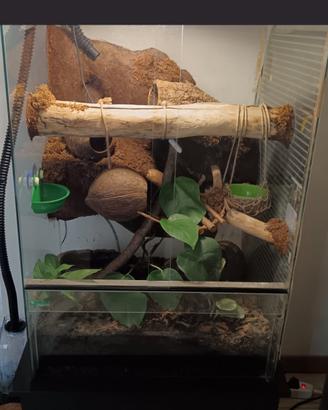 Terrario Bioattivo + 3 Ranoidea Caerulea