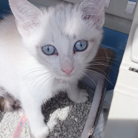 Gattina bianca occhi azzurri di 2 mesetti