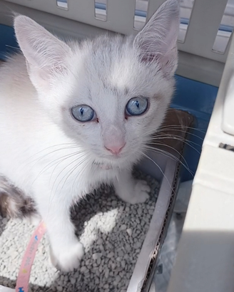 Gattina bianca occhi azzurri di 2 mesetti