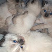 Cuccioli Siamesi Thai