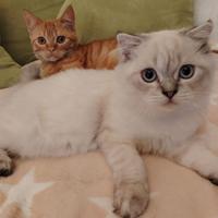 Gattini Scottish Fold e Straight