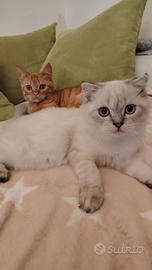 Gattini Scottish Fold e Straight