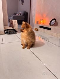 Volpino Spitz tedesco maschio toy