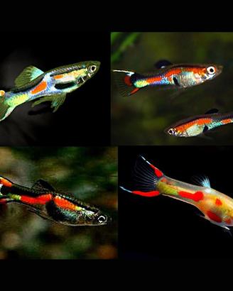Guppy