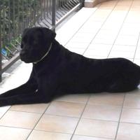 Labrador Retriever per monta