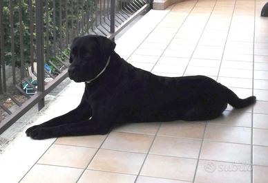 Labrador Retriever per monta