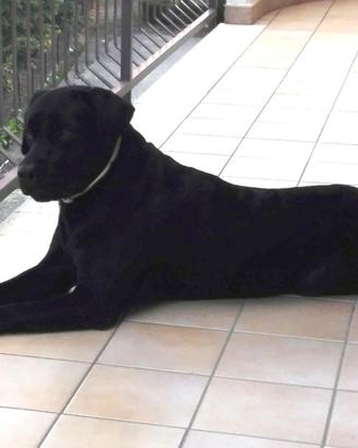 Labrador Retriever per monta