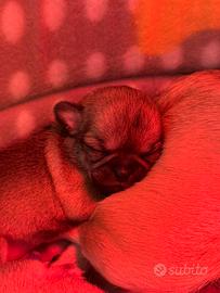 Chihuahua pelo corto