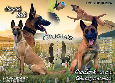 Cuccioli di pastore belga malinois con pedigree