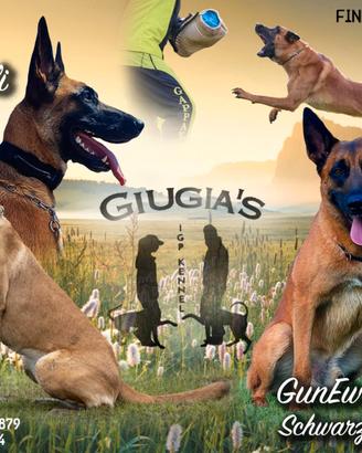 Cuccioli di pastore belga malinois con pedigree