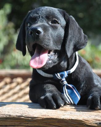 Ultimo maschietto di labrador con pedigree enci
