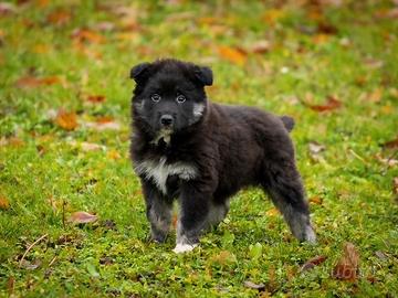 Cucciolo maschio pastore tedesco