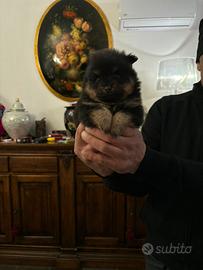 Spitz tedeschi
