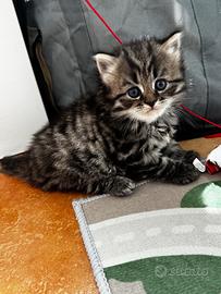 Gattina siberiana con pedigree