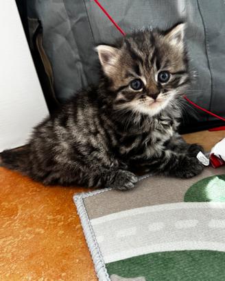 Gattina siberiana con pedigree