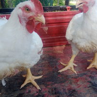 Pollo bianco