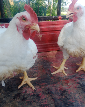 Pollo bianco