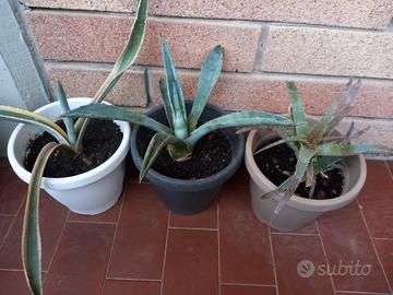 3 piantine   ,2 agave ,1 aloe 