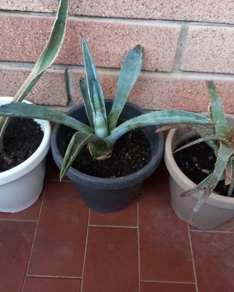 3 piantine   ,2 agave ,1 aloe 