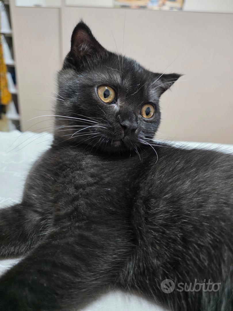 Gatto cucciolo scottish straight