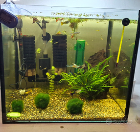 Guppy piccoli e grandi