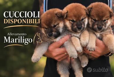 Cuccioli shiba con pedigree