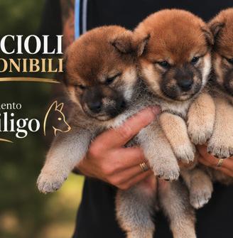 Cuccioli shiba con pedigree