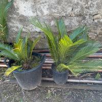 Cycas revoluta in vaso