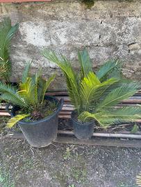 Cycas revoluta in vaso
