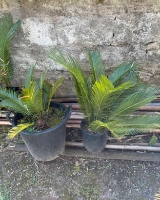Cycas revoluta in vaso