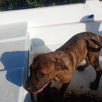 Cucciolo di cane corso