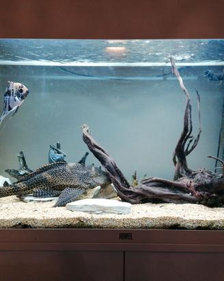 Acquario Rio 125 litri juwel