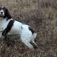 Springer pronta caccia